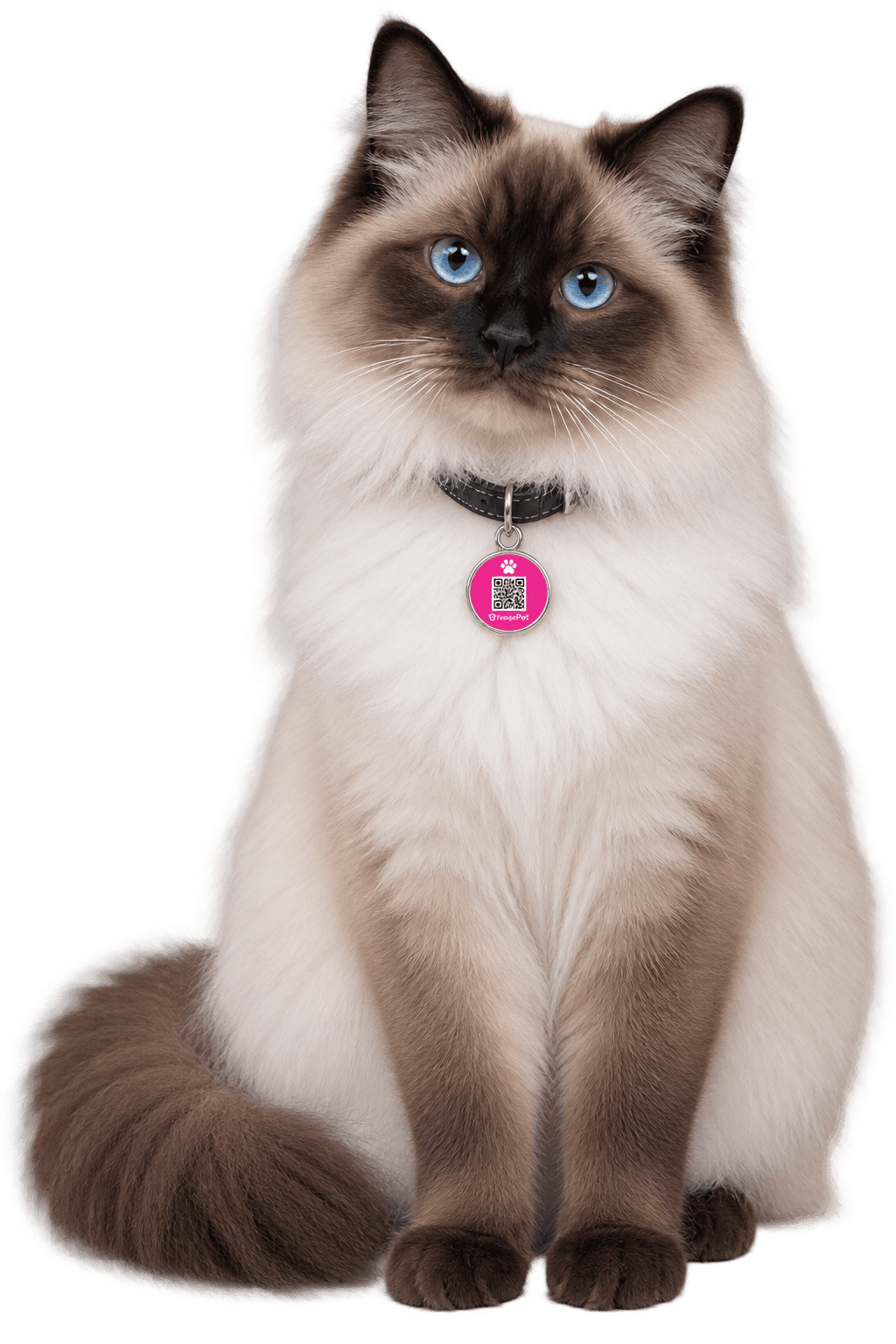 Gato com a tag FarejaPet